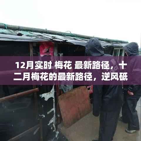 十二月梅花最新路径,逆风前行,自信绽放光彩