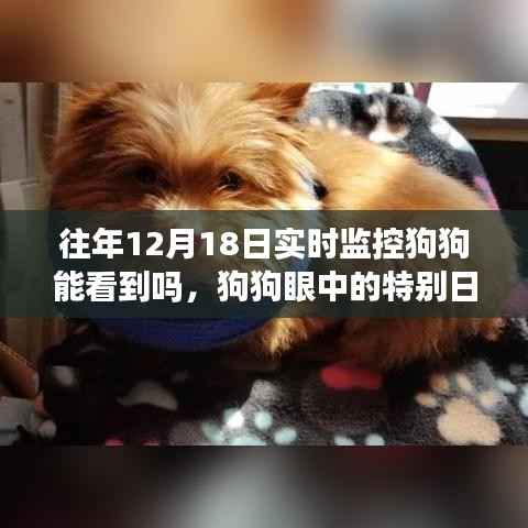 狗狗眼中的特殊日子,温馨监控下的狗狗视角与情感观察之旅——狗狗眼中的十二月十八日