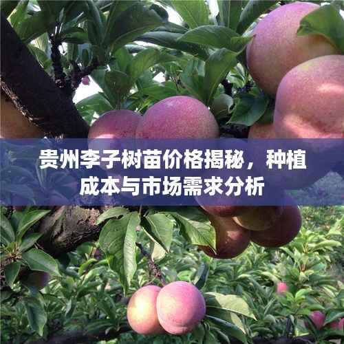 贵州李子树苗价格揭秘,种植成本与市场需求分析