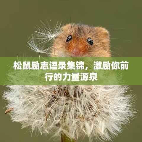 松鼠励志语录集锦,激励你前行的力量源泉