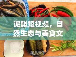 泥鳅短视频,自然生态与美食文化的绝美交融