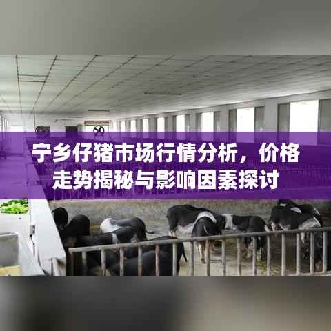 宁乡仔猪市场行情分析,价格走势揭秘与影响因素探讨