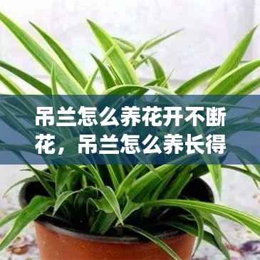 吊兰怎么养花开不断花,吊兰怎么养长得快茂密