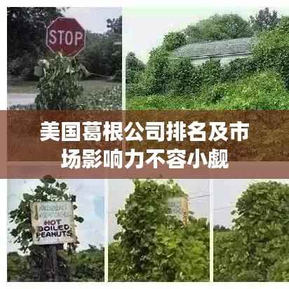美国葛根公司排名及市场影响力不容小觑